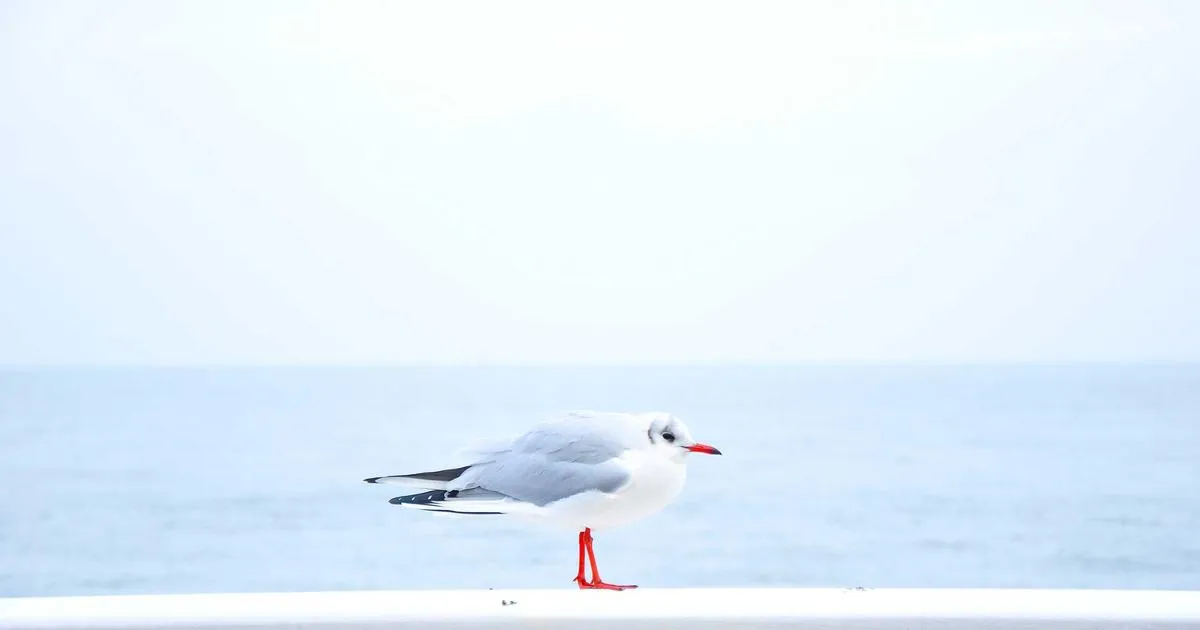 Après le succès surprise de Longlegs, le dernier film d’horreur d’Oz Perkins, L’Élue, peine à convaincre